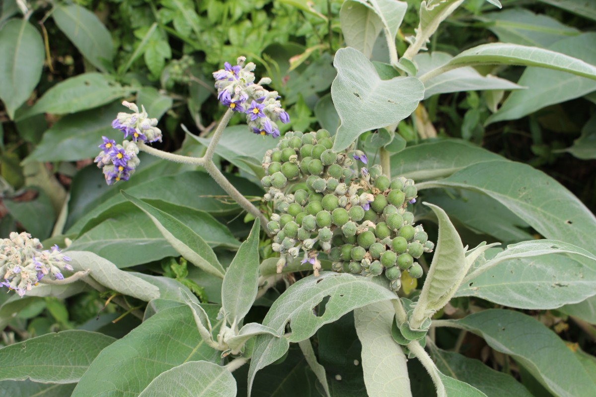 Solanum mauritianum Scop.